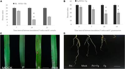 Effect of Piriformospora indica-Induced Systemic Resistance and Basal Immunity Against Rhizoctonia cerealis and Fusarium graminearum in Wheat